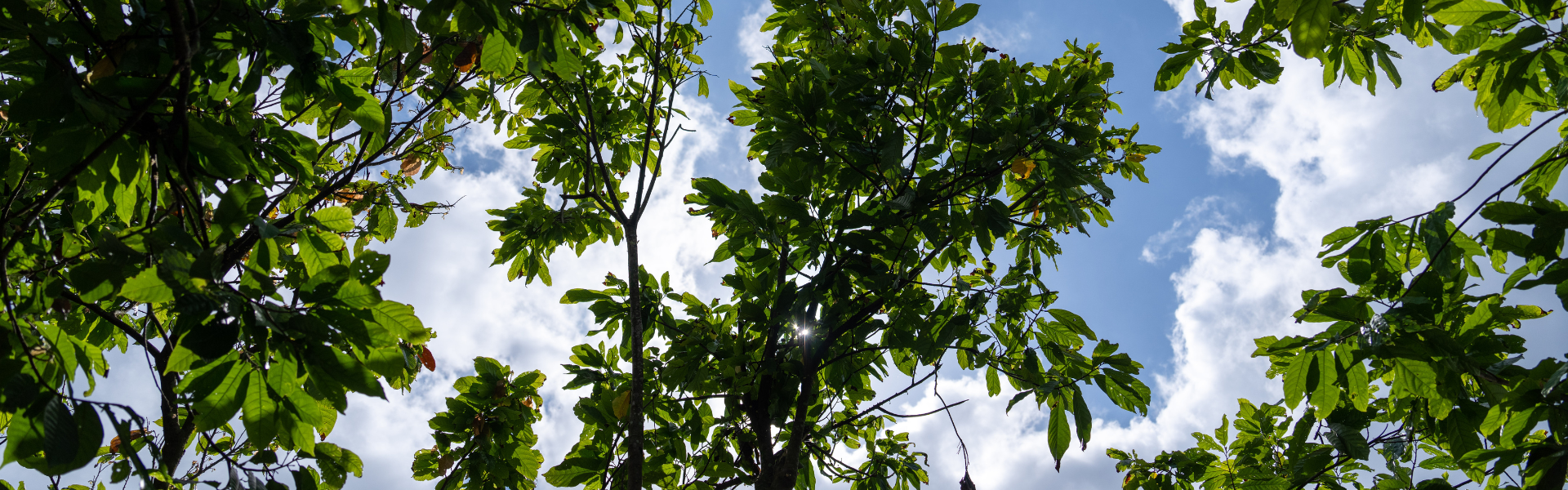 regenerating_ecosystems