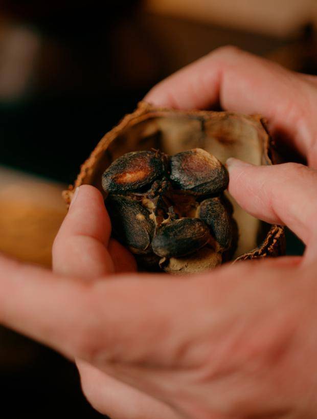 callebaut cocoa bean