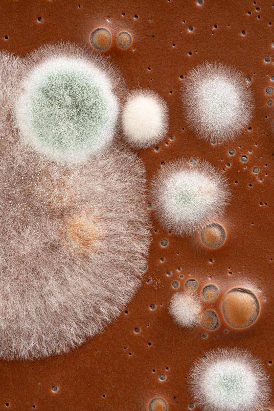 Seguridad Alimentaría